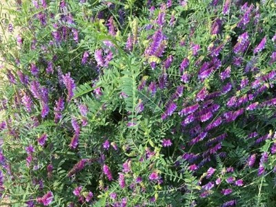 盛夏種植柳葉馬鞭草 可行性與養(yǎng)護要點